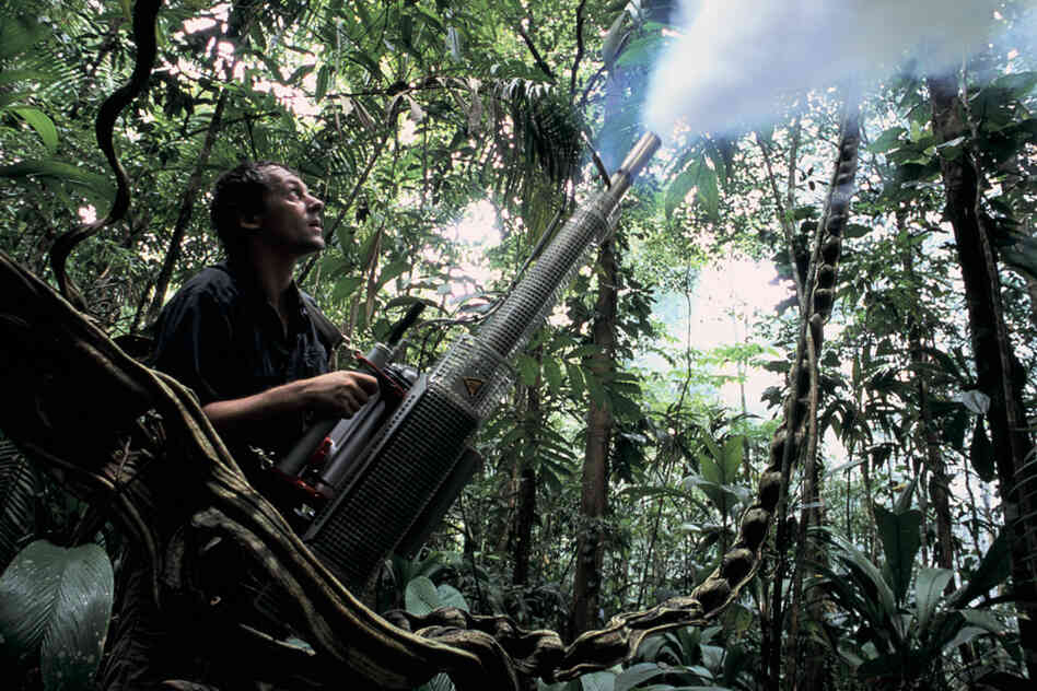 Jurgen Schmidl fogs the forest understory with insecticide to help in the collection of specimens.