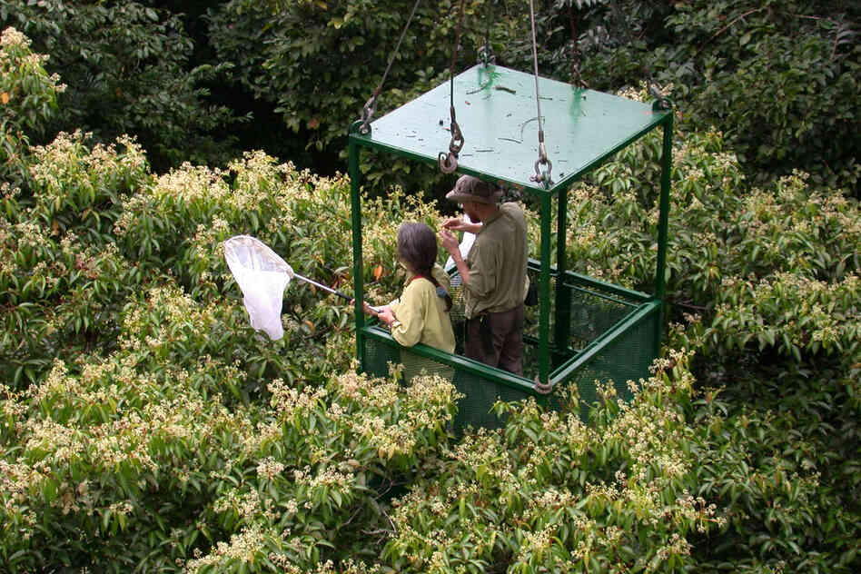 Here, Dawn Frame and Alexey Tishechkin in the crane's gondola net insects attracted to the flowers of Nectandra purpurascens.