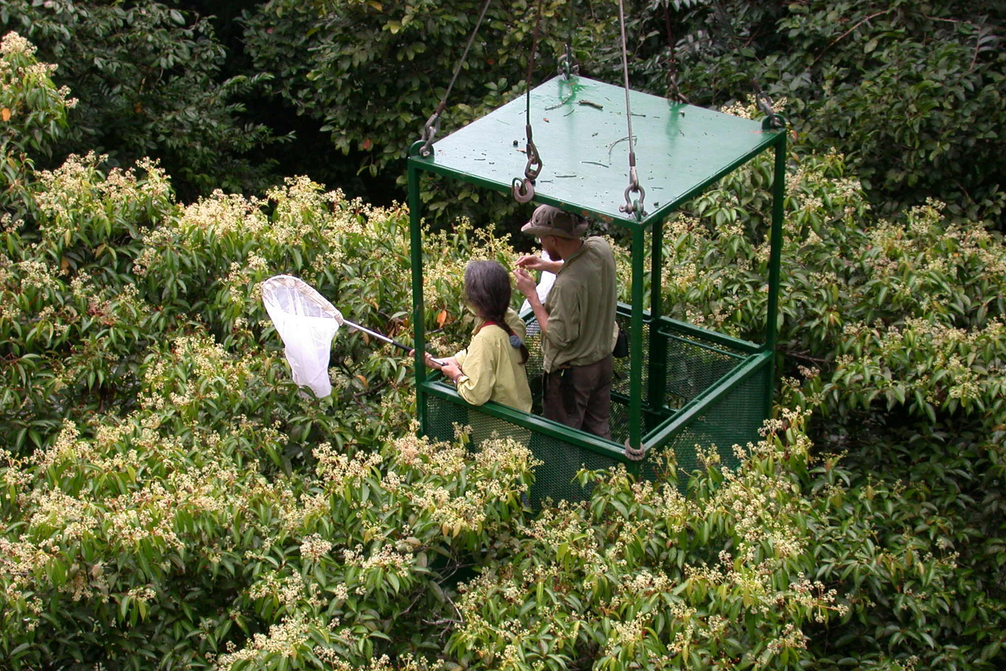 Here, Dawn Frame and Alexey Tishechkin in the crane's gondola net insects attracted to the flowers of Nectandra purpurascens.