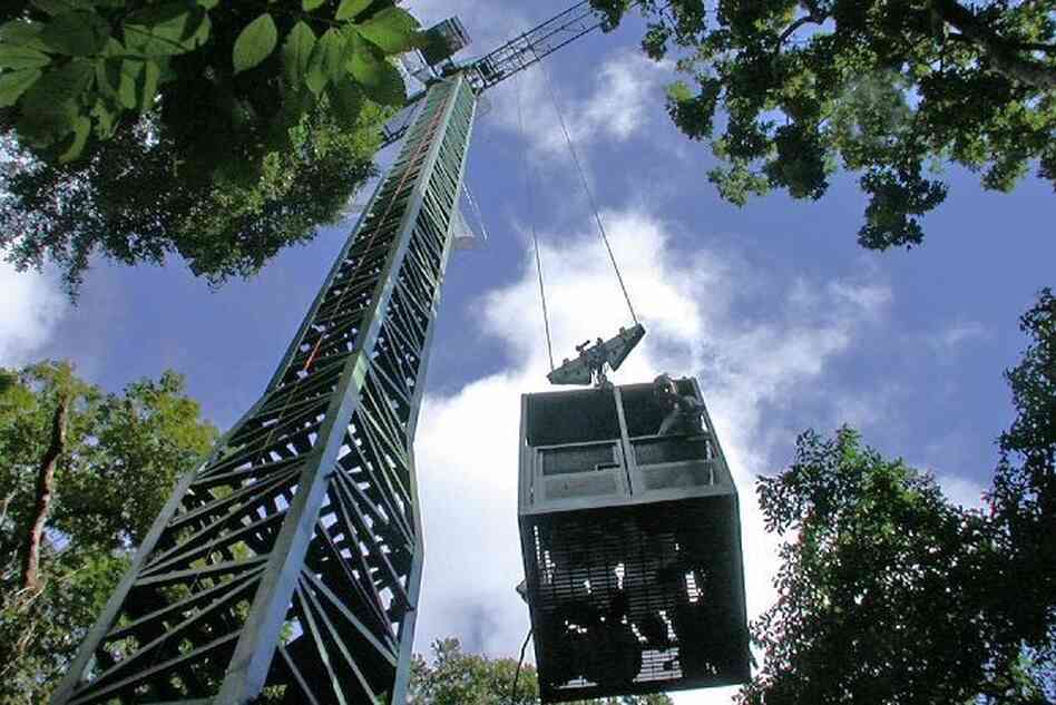 A construction crane was also built in the forest to allow access to different levels of the forest.