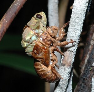 Hemiptera ciccada