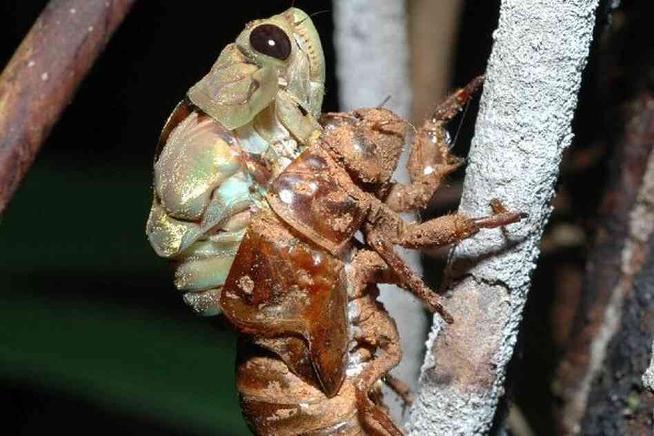 Hemiptera ciccada