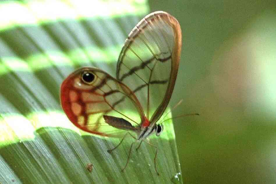 Cithaerias pireta 