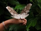 This large moth, a Thysania agrippina, sometimes called the great gray witch, is one of the more than 6,000 species identified in a multi-year census of a section of Panamanian rainforest. This large moth, a Thysania agrippina, sometimes called the great gray witch, is one of the more than 6,000 species identified in a multi-year census of a section of Panamanian rainforest.