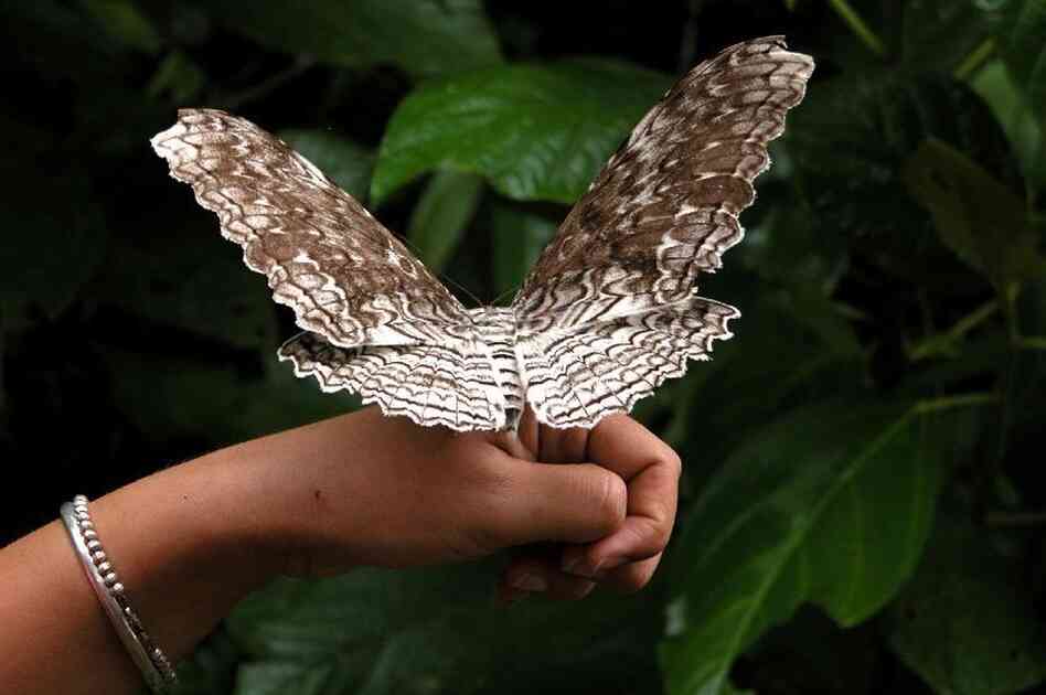Thysania agrippina (Giant owlet moth)