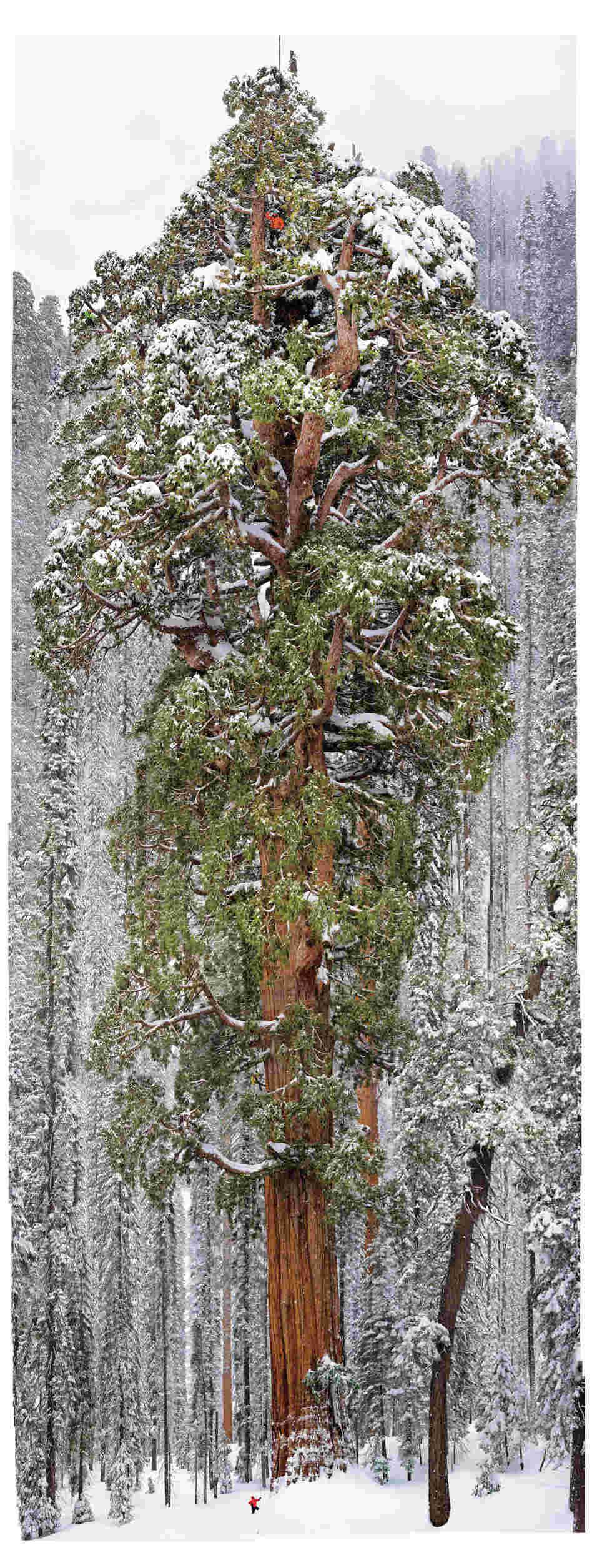 Cloaked in the snows of California's Sierra Nevada, the 3,200-year-old giant sequoia called the President rises 247 feet. Two other sequoias have wider trunks, but none has a larger crown, say the scientists who climbed it. The figure at top seems taller than the other climbers because he's standing forward on one of the great limbs. Cloaked in the snows of California's Sierra Nevada, the 3,200-year-old giant sequoia called the President rises 247 feet. Two other sequoias have wider trunks, but none has a larger crown, say the scientists who climbed it. The figure at top seems taller than the other climbers because he's standing forward on one of the great limbs.