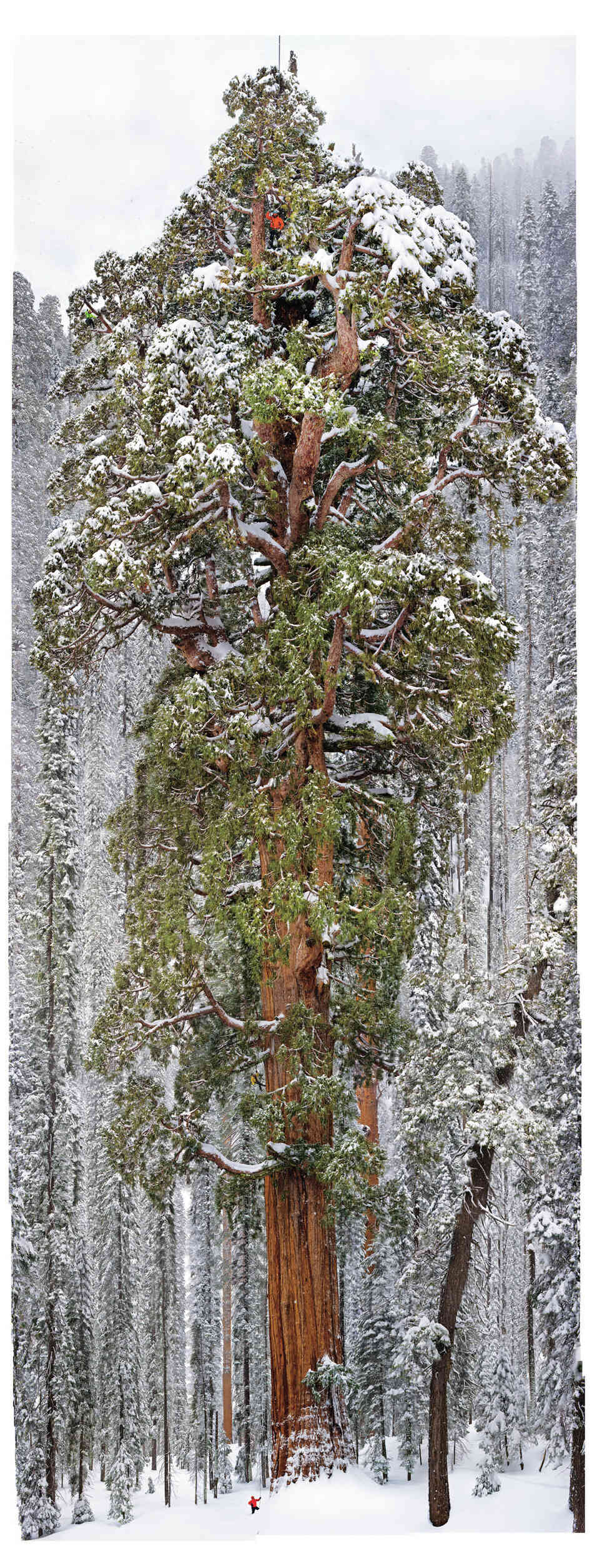 Cloaked in the snows of California's Sierra Nevada, the 3,200-year-old giant sequoia called the President rises 247 feet. Two other sequoias have wider trunks, but none has a larger crown, say the scientists who climbed it. The figure at top seems taller than the other climbers because he's standing forward on one of the great limbs. Cloaked in the snows of California's Sierra Nevada, the 3,200-year-old giant sequoia called the President rises 247 feet. Two other sequoias have wider trunks, but none has a larger crown, say the scientists who climbed it. The figure at top seems taller than the other climbers because he's standing forward on one of the great limbs.