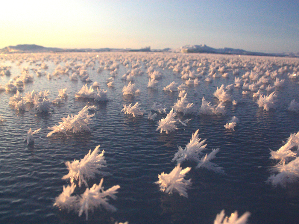 Frost flowers form on new sea ice.