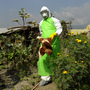 A prefectural officer carries a chicken on a poultry farm on Oct. 15 on the outskirts of Kathmandu, Nepal, where chickens suspected of being infected with bird flu were found. A prefectural officer carries a chicken on a poultry farm on Oct. 15 on the outskirts of Kathmandu, Nepal, where chickens suspected of being infected with bird flu were found.
