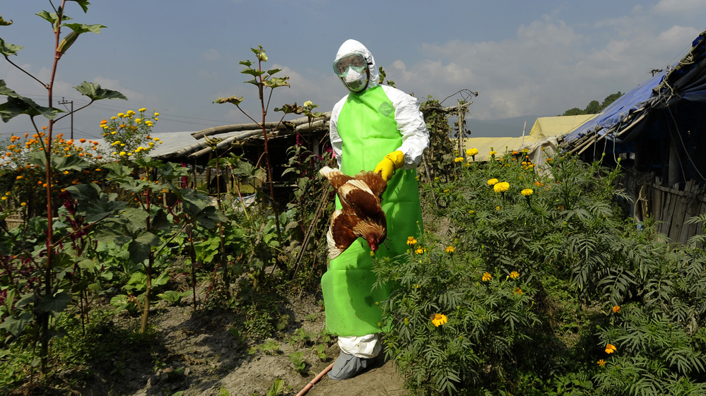 A prefectural officer carries a chicken on a poultry farm on Oct. 15 on the outskirts of Kathmandu, Nepal, where chickens suspected of being infected with bird flu were found.