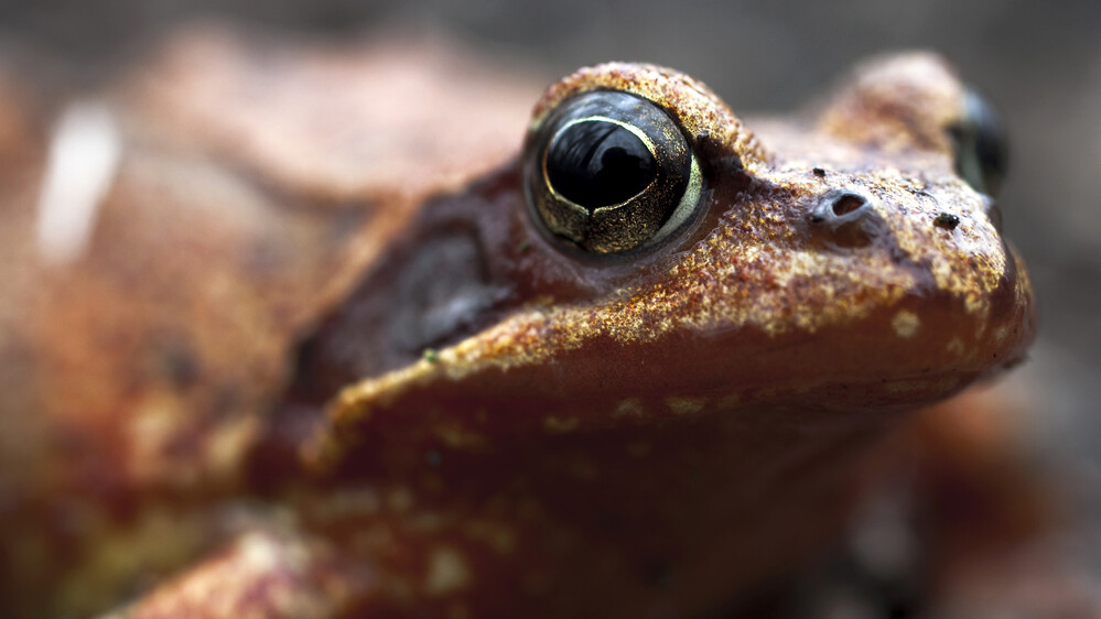 For centuries, Russians believed putting a brown frog in their milk would keep it fresh. Now scientists are finding chemicals in the frog's slimy goo that inhibit the growth of bacteria and fungi. For centuries, Russians believed putting a brown frog in their milk would keep it fresh. Now scientists are finding chemicals in the frog's slimy goo that inhibit the growth of bacteria and fungi.