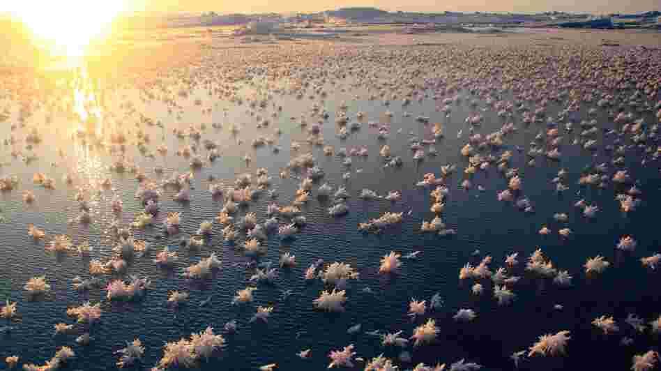 Frost flowers in the central Arctic Ocean.