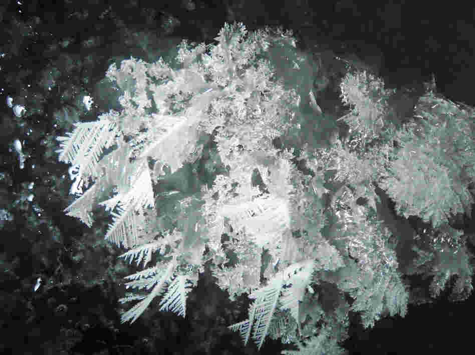 Frost flowers grown in a lab. Frost flowers grown in a lab.
