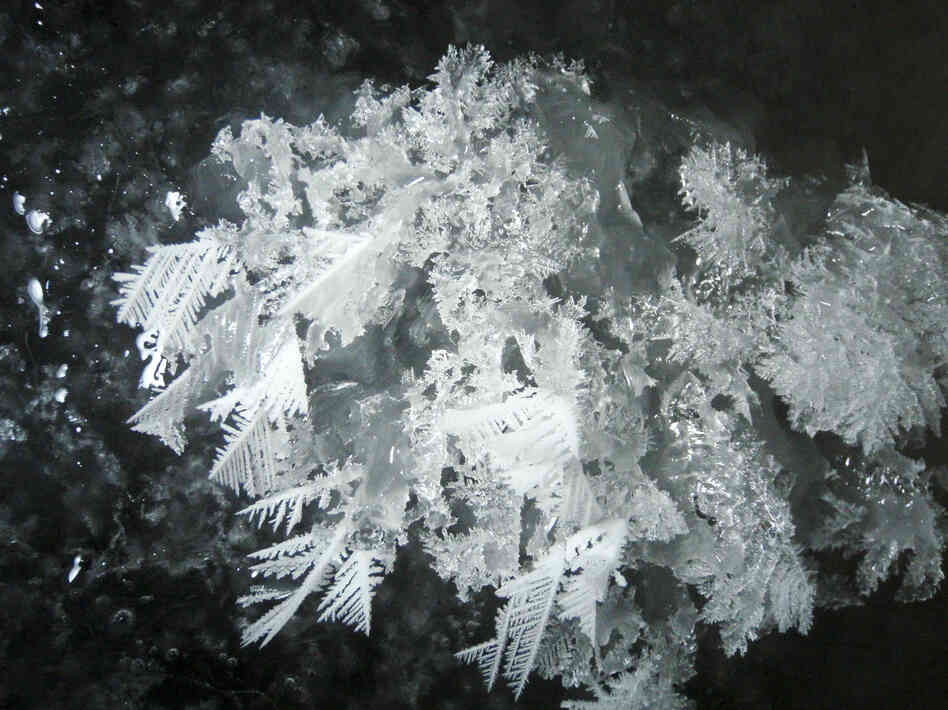 Frost flowers grown in a lab. Frost flowers grown in a lab.