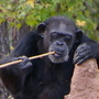 Chimpanzees check out a termite mound at the Chimp Haven sanctuary in Louisiana. Chimpanzees check out a termite mound at the Chimp Haven sanctuary in Louisiana.
