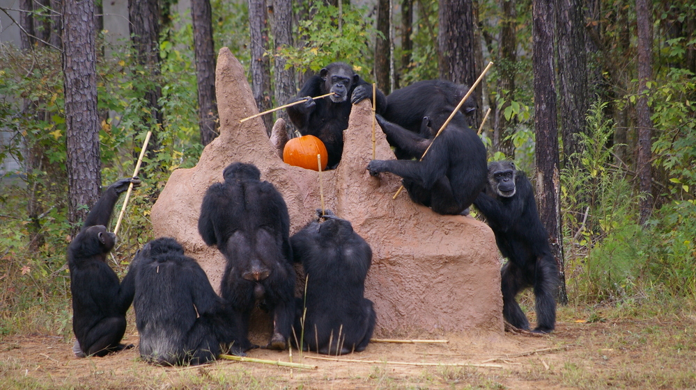 Chimpanzees check out a termite mound at the Chimp Haven sanctuary in Louisiana.