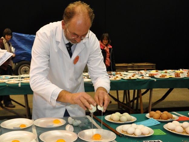 Egg judge