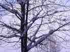 wintry-tree