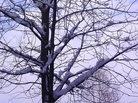 wintry-tree wintry-tree