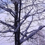 wintry-tree