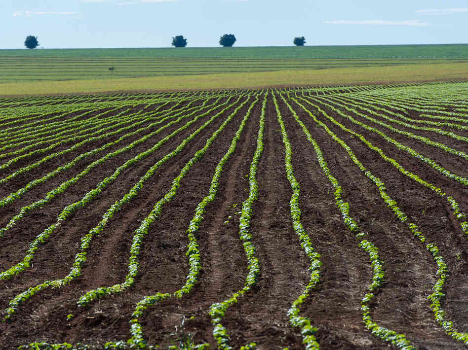 A soybean field near Campo Verde in western Brazil in January 2011. Researchers argue that enough arable land is already under cultivation to feed the planet for the next several decades.
