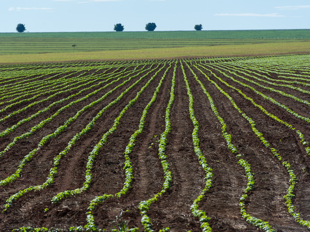 A soybean field near Campo Verde in western Brazil in January 2011. Researchers argue that enough arable land is already under cultivation to feed the planet for the next several decades.