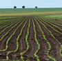 A soybean field near Campo Verde in western Brazil in January 2011. Researchers argue that enough arable land is already under cultivation to feed the planet for the next several decades.