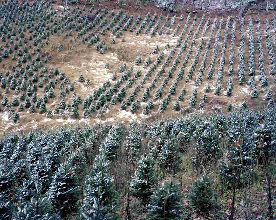 Hughes Gap, Roan Mountain, Tenn., 2011