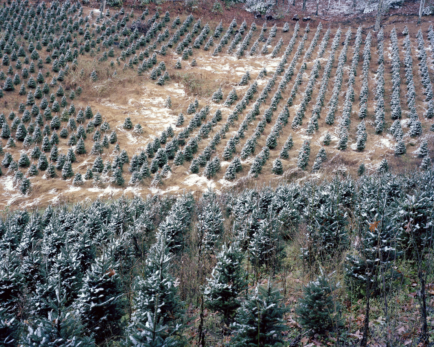 Hughes Gap, Roan Mountain, Tenn., 2011