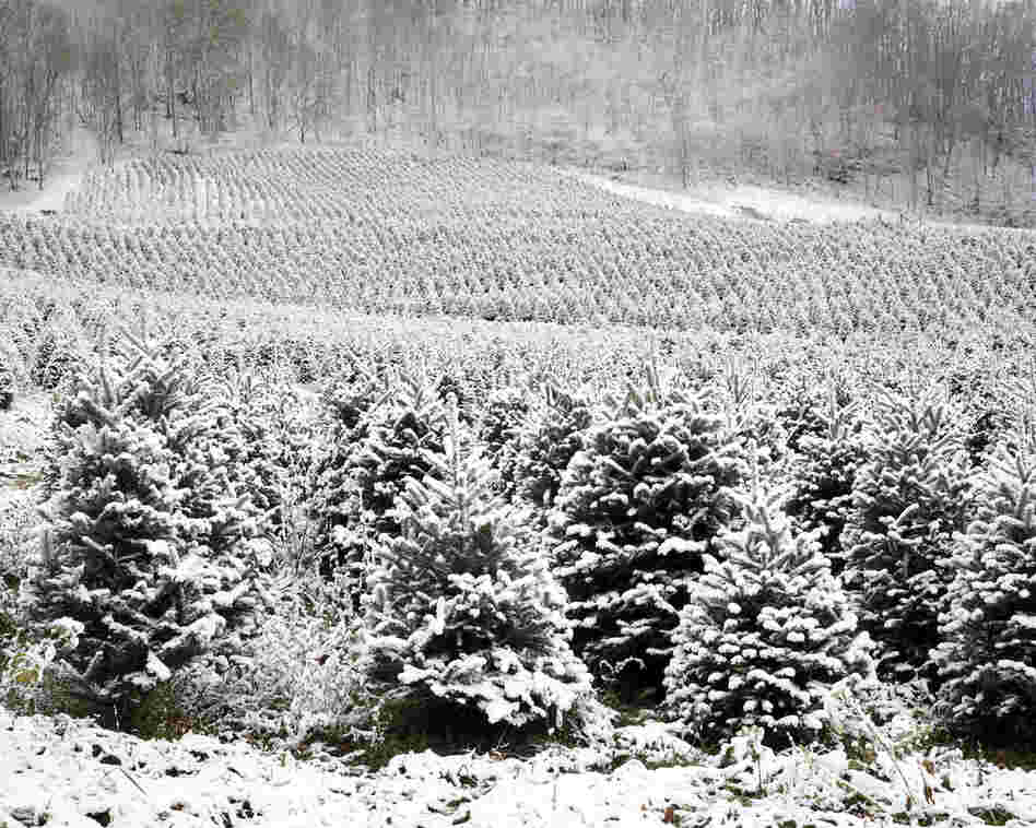 Shell Creek, Roan Mountain, Tenn., 2011