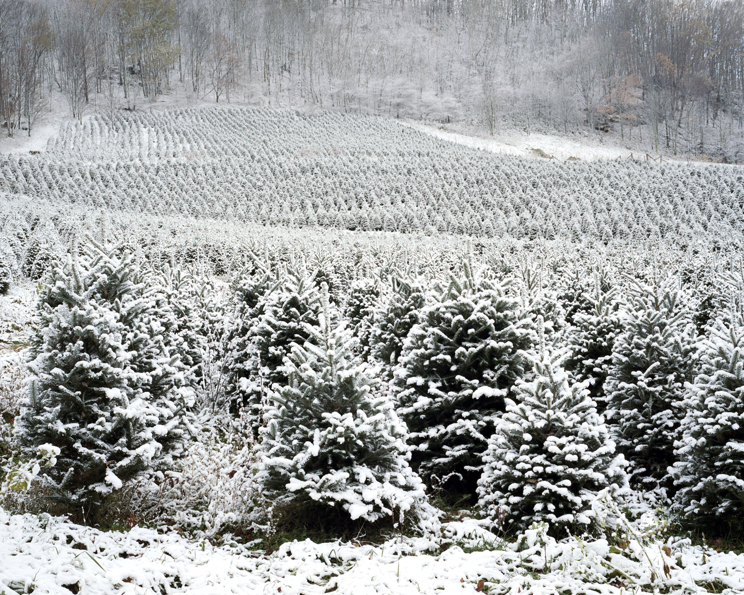 Shell Creek, Roan Mountain, Tenn., 2011