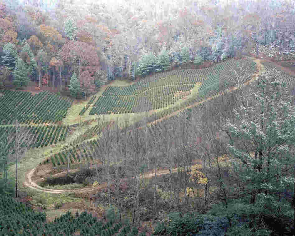 Hughes Gap, Roan Mountain, Tenn., 2011