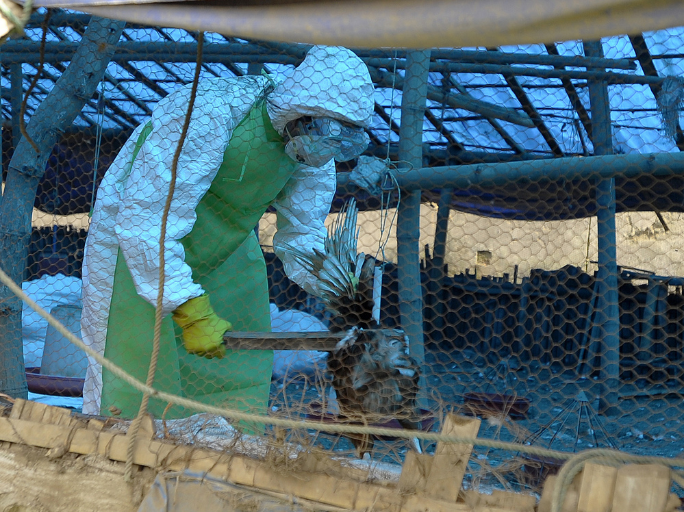 A health official culls chickens on a poultry farm in a village on the outskirts of Katmandu, Nepal. Chickens suspected of being infected with H5N1 bird flu were found in the area in October. A health official culls chickens on a poultry farm in a village on the outskirts of Katmandu, Nepal. Chickens suspected of being infected with H5N1 bird flu were found in the area in October.
