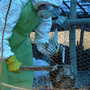 A health official culls chickens on a poultry farm in a village on the outskirts of Katmandu, Nepal. Chickens suspected of being infected with H5N1 bird flu were found in the area in October. A health official culls chickens on a poultry farm in a village on the outskirts of Katmandu, Nepal. Chickens suspected of being infected with H5N1 bird flu were found in the area in October.