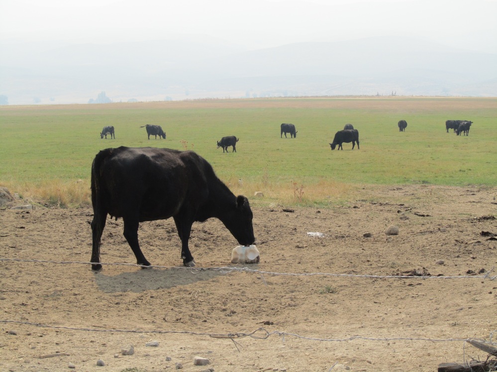 An Angus cow licks a salt block in a field near Baker City, Ore.