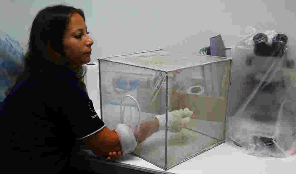 Chiara Andolina, a malaria researcher in Thailand, feeds her mosquito colony by letting the insects bite her right arm. These mosquitoes are picky and will dine only on live human blood.