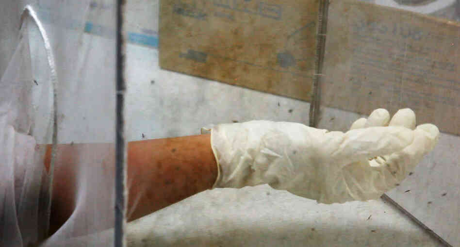 Hungry mosquitoes feed on Chiara Andolina's arm. After a few minutes, the bugs fly away and the bite marks on her skin quickly disappear. Hungry mosquitoes feed on Chiara Andolina's arm. After a few minutes, the bugs fly away and the bite marks on her skin quickly disappear.