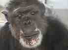 Rufus, 46, now lives on an island in a Florida sanctuary run by Save the Chimps. Before his rescue, Rufus lived in a facility Save the Chimps calls "the dungeon." Rufus, 46, now lives on an island in a Florida sanctuary run by Save the Chimps. Before his rescue, Rufus lived in a facility Save the Chimps calls "the dungeon."