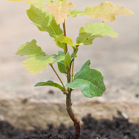 An Urban Tree Farm Grows In Detroit