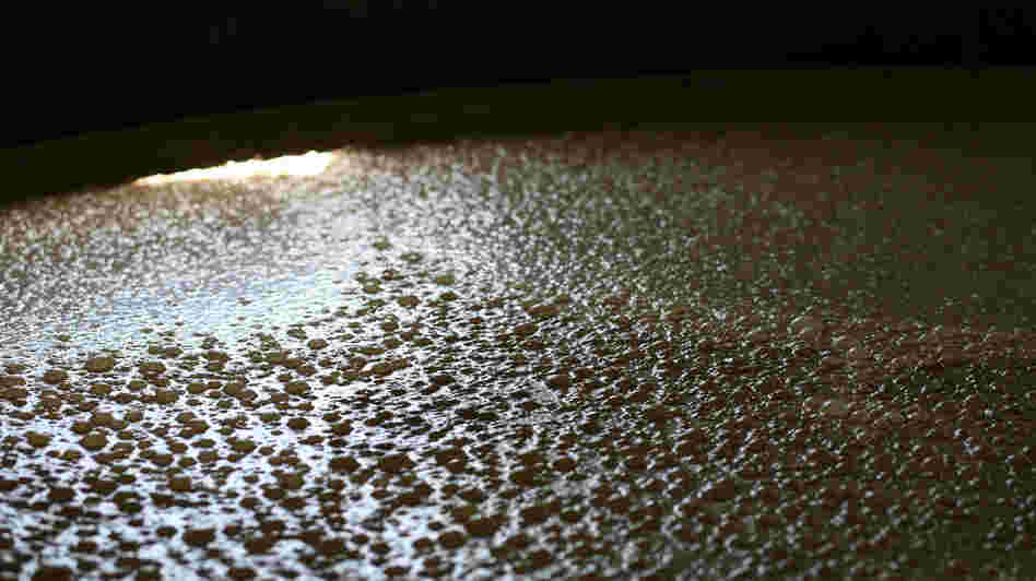 A vat full of rye mash at the Woodford Reserve bubbles with carbon dioxide during fermentation. A vat full of rye mash at the Woodford Reserve bubbles with carbon dioxide during fermentation.