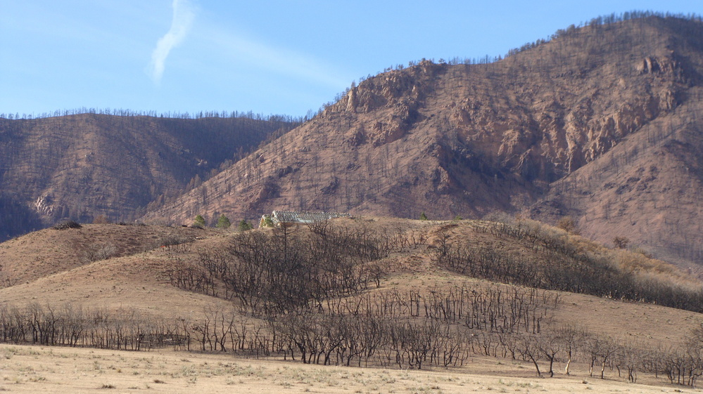 Janet Wilson describes the charred hillsides above her old home as "a vast area of toothpicks." She found the scene too sad to return to. Janet Wilson describes the charred hillsides above her old home as "a vast area of toothpicks." She found the scene too sad to return to.