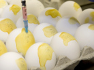 Researchers at the U.S. Geological Survey National Wildlife Health Center in Madison, Wis., use eggs to see if the Asian strain of the H5N1 bird flu virus has entered the U.S. in this photo from 2006. Researchers at the U.S. Geological Survey National Wildlife Health Center in Madison, Wis., use eggs to see if the Asian strain of the H5N1 bird flu virus has entered the U.S. in this photo from 2006.