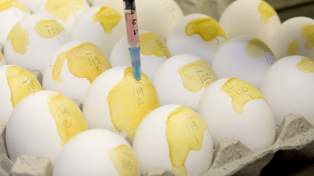 Researchers at the U.S. Geological Survey National Wildlife Health Center in Madison, Wis., use eggs to see if the Asian strain of the H5N1 bird flu virus has entered the U.S. in this photo from 2006. Researchers at the U.S. Geological Survey National Wildlife Health Center in Madison, Wis., use eggs to see if the Asian strain of the H5N1 bird flu virus has entered the U.S. in this photo from 2006.
