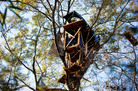 David Daniel, an east Texas landowner, was so determined to block the Keystone XL pipeline from coming through his forest that he took to his trees and built an elaborate network of treehouses eight stories above the ground. David Daniel, an east Texas landowner, was so determined to block the Keystone XL pipeline from coming through his forest that he took to his trees and built an elaborate network of treehouses eight stories above the ground.