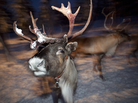 A recent study in the British Medical Journal concludes that Rudolph's nose is red "due to the presence of a highly dense and rich nasal microcirculation." A recent study in the British Medical Journal concludes that Rudolph's nose is red "due to the presence of a highly dense and rich nasal microcirculation."