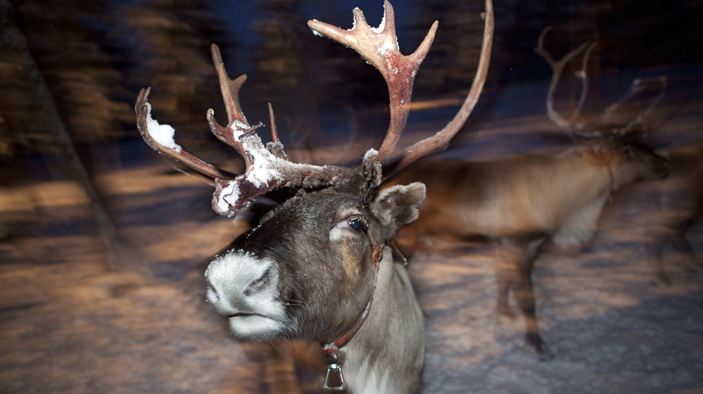 A recent study in the British Medical Journal concludes that Rudolph's nose is red "due to the presence of a highly dense and rich nasal microcirculation." A recent study in the British Medical Journal concludes that Rudolph's nose is red "due to the presence of a highly dense and rich nasal microcirculation."