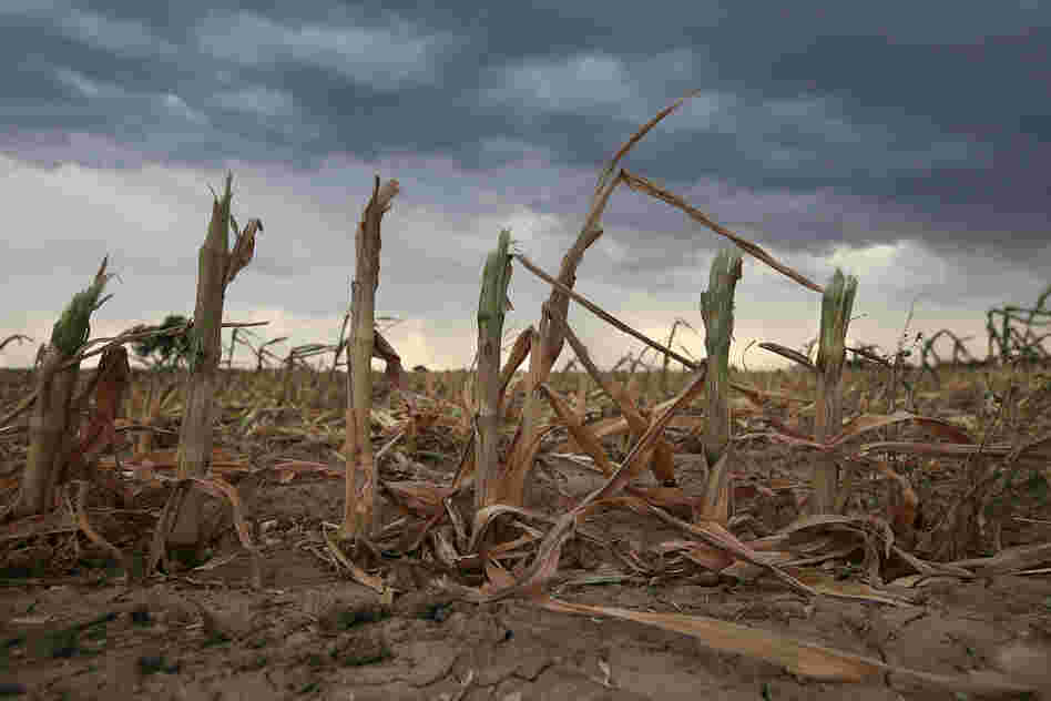 Rain clouds move over the remnants of parched cornstalks on Aug. 22 near Wiley, Colo. A summer storm came too late to help farmers whose crops were decimated in the wide zone of exceptional drought in Colorado's eastern plains.