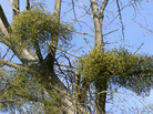 Researchers in Australia found that when they removed mistletoe from large sections of forests, vast numbers of birds left. Researchers in Australia found that when they removed mistletoe from large sections of forests, vast numbers of birds left.
