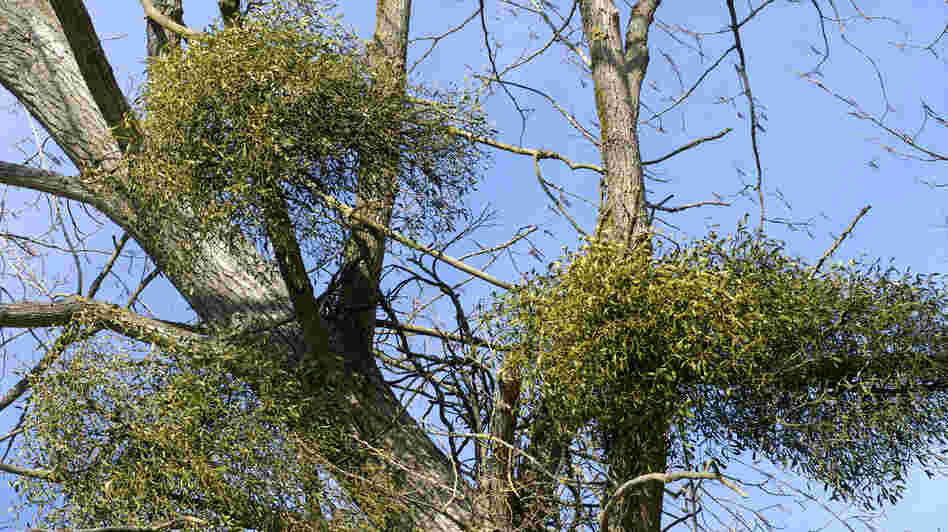 Researchers in Australia found that when they removed mistletoe from large sections of forests, vast numbers of birds left.