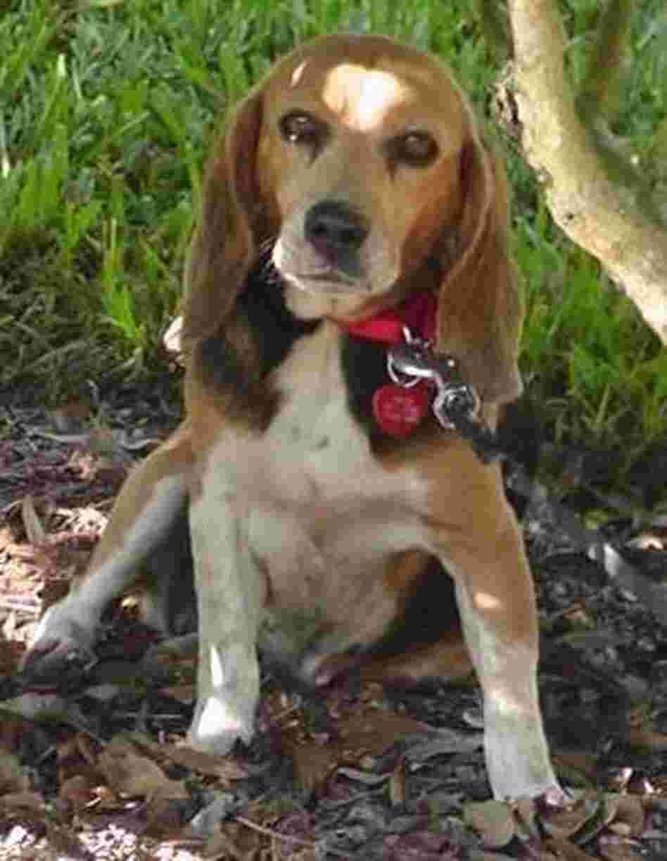 Tessa is missing in Brookline, Mass.